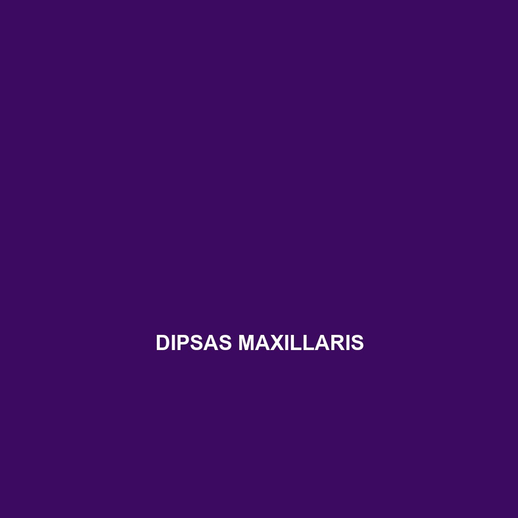 Dipsas maxillaris