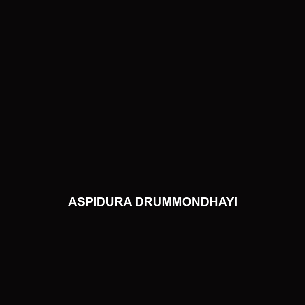 Aspidura drummondhayi