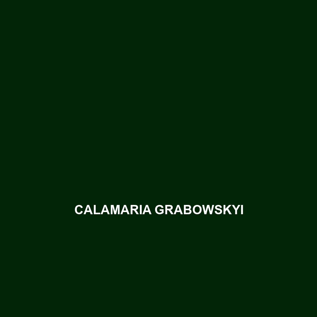 Calamaria grabowskyi