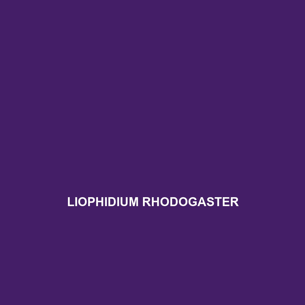 Liophidium rhodogaster