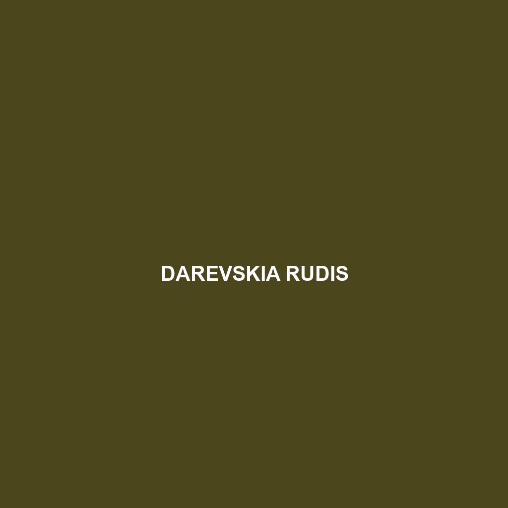 Darevskia rudis