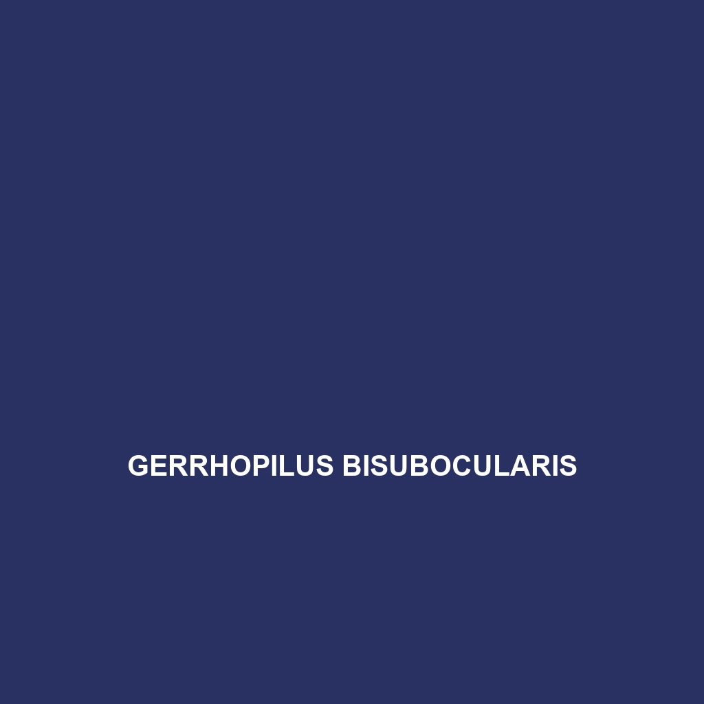 Gerrhopilus bisubocularis