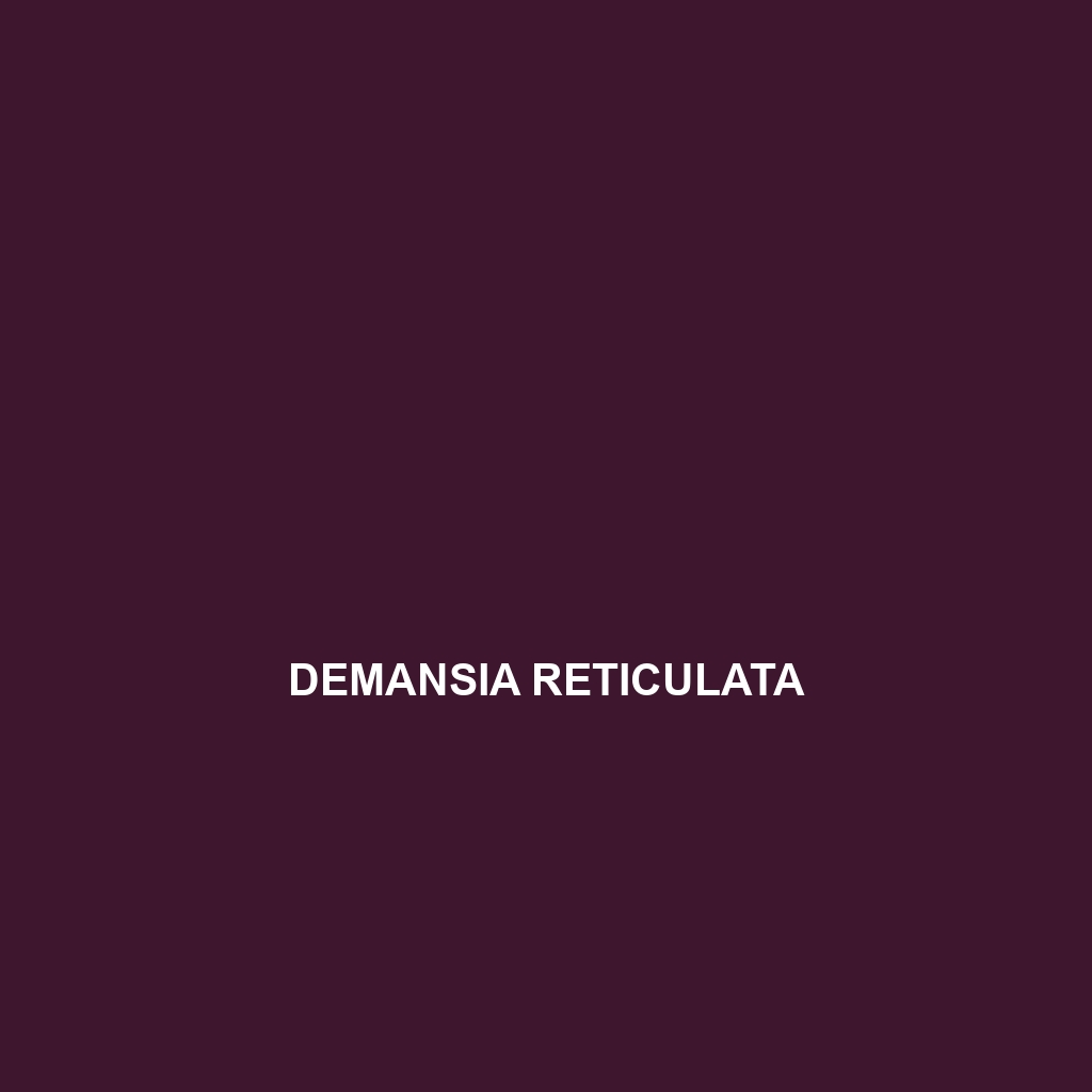 Demansia quaesitor