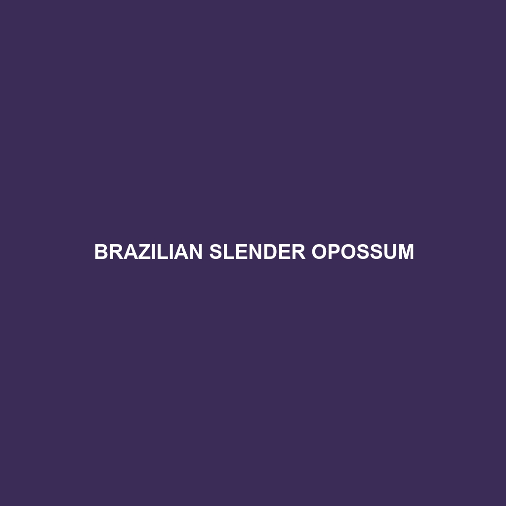 Brazilian Slender Opossum