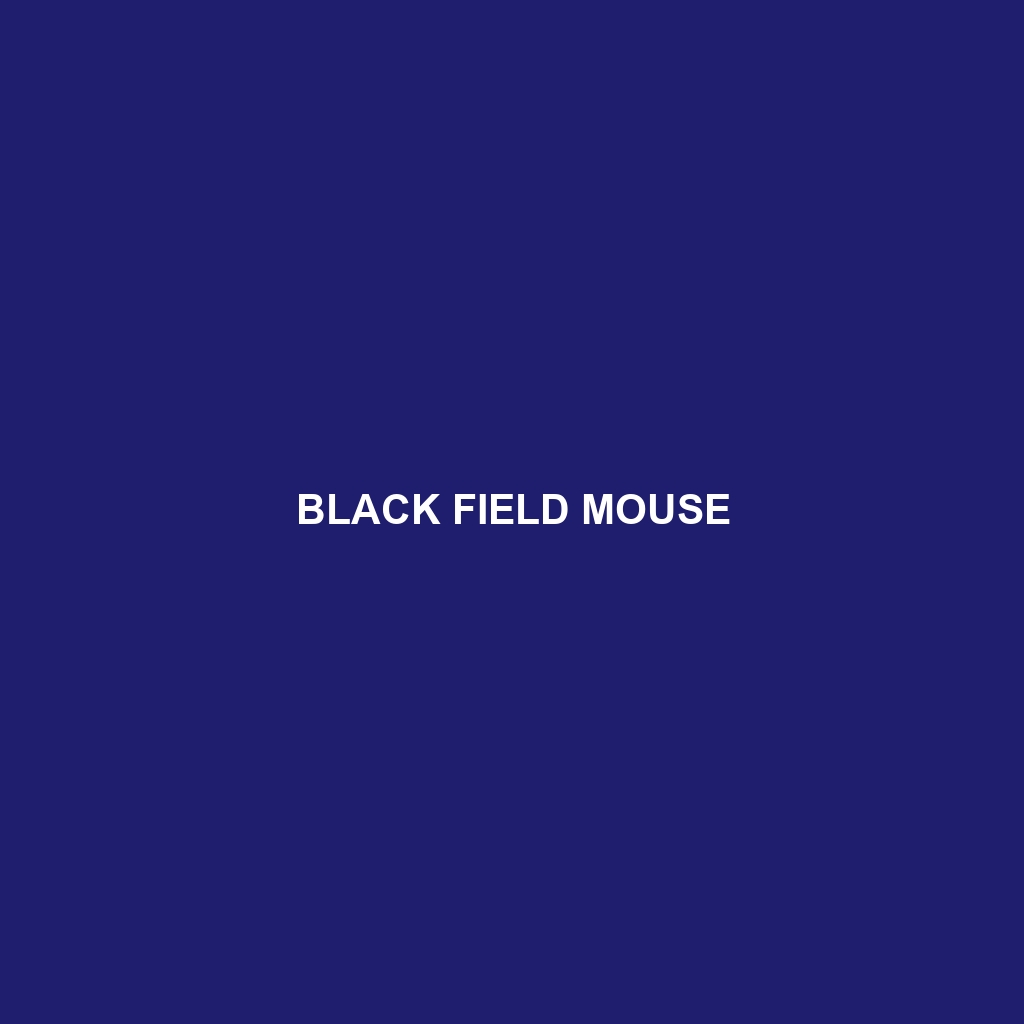 Black Field Mouse