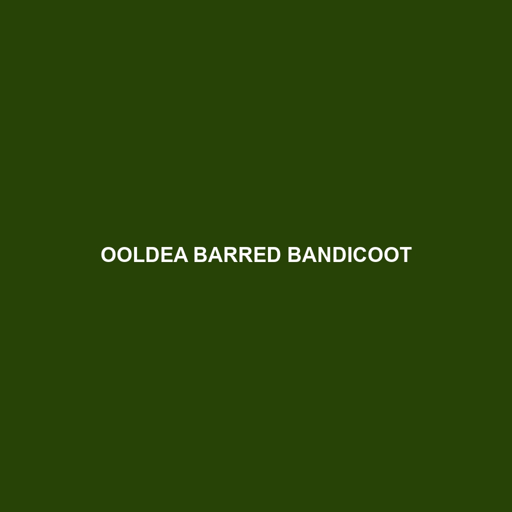 Ooldea Barred Bandicoot