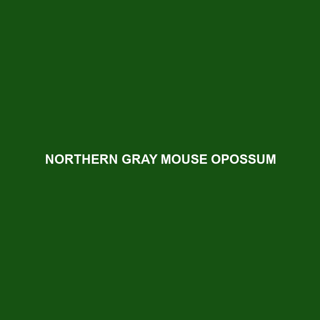 Northern Gray Mouse Opossum