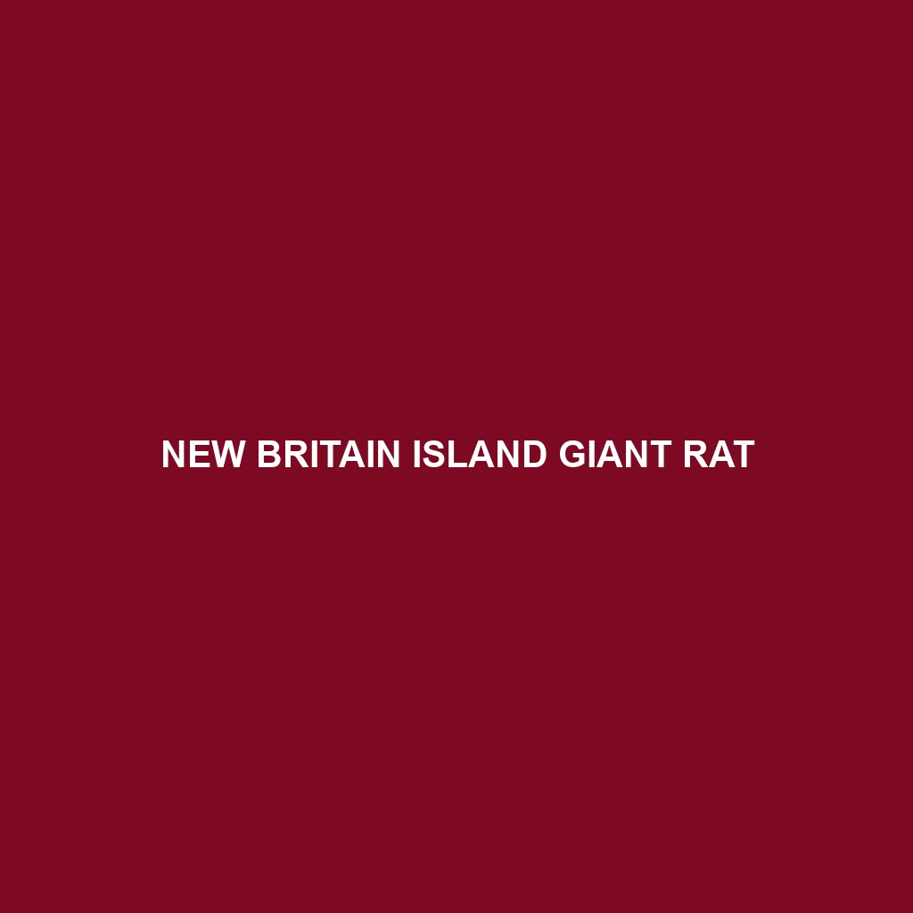 New Britain Island Giant Rat