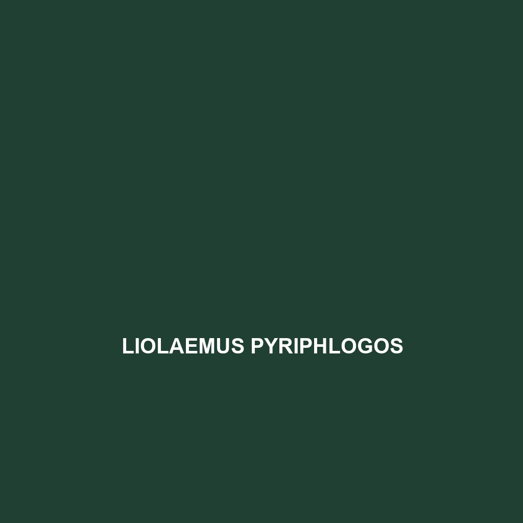 Liolaemus pyriphlogos