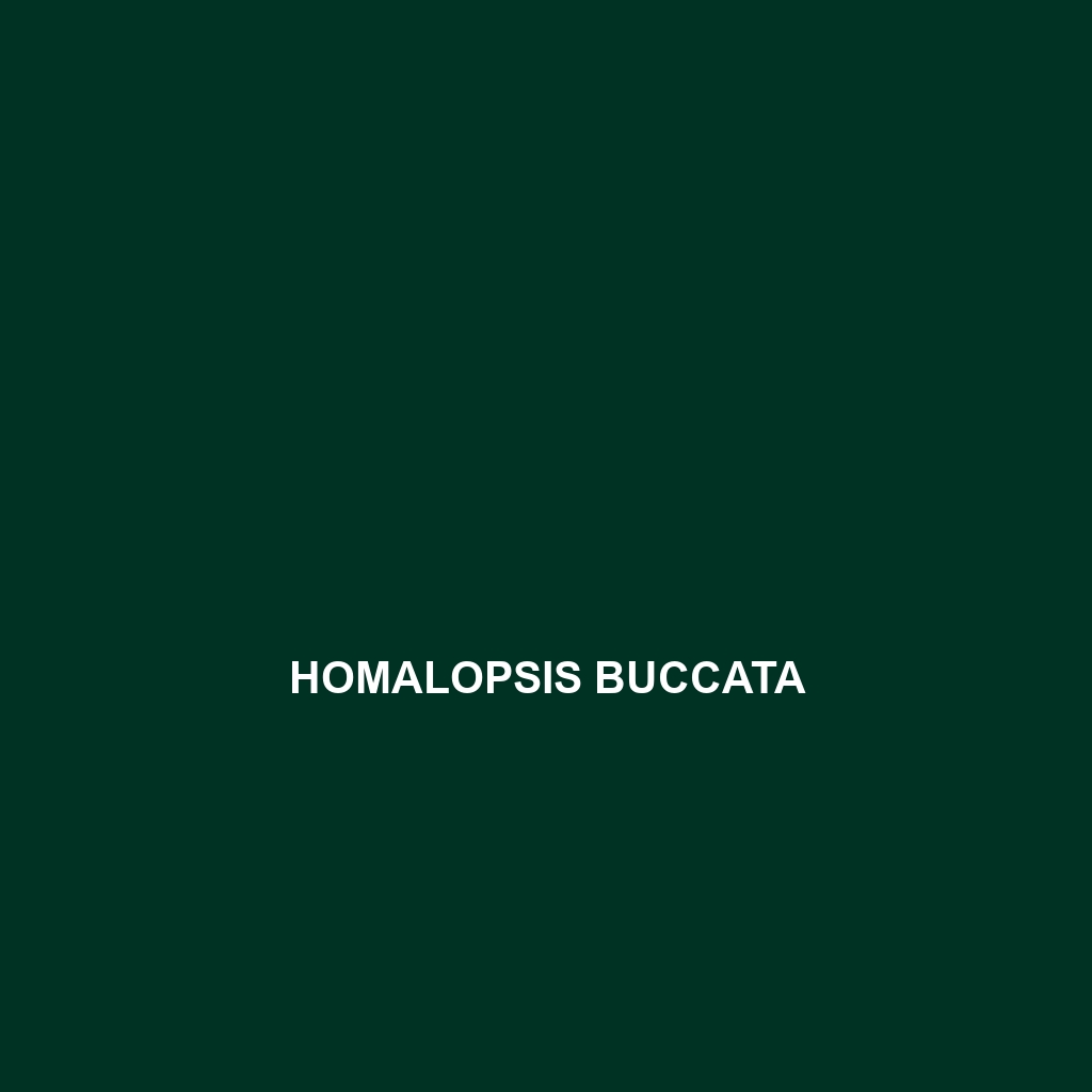 Homalopsis buccata