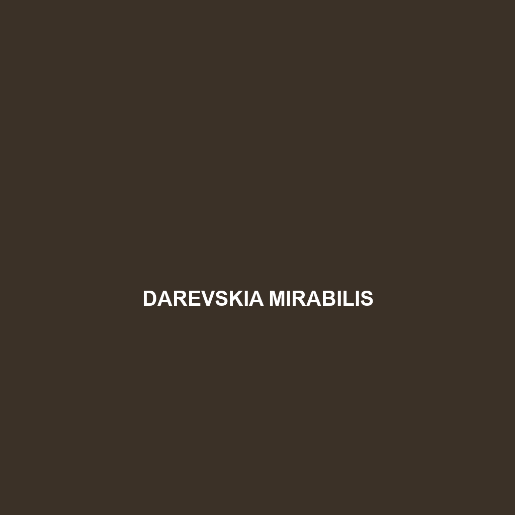 Darevskia mirabilis