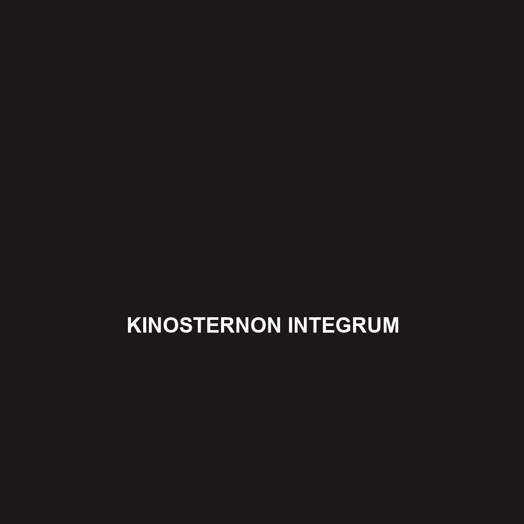 Kinosternon integrum