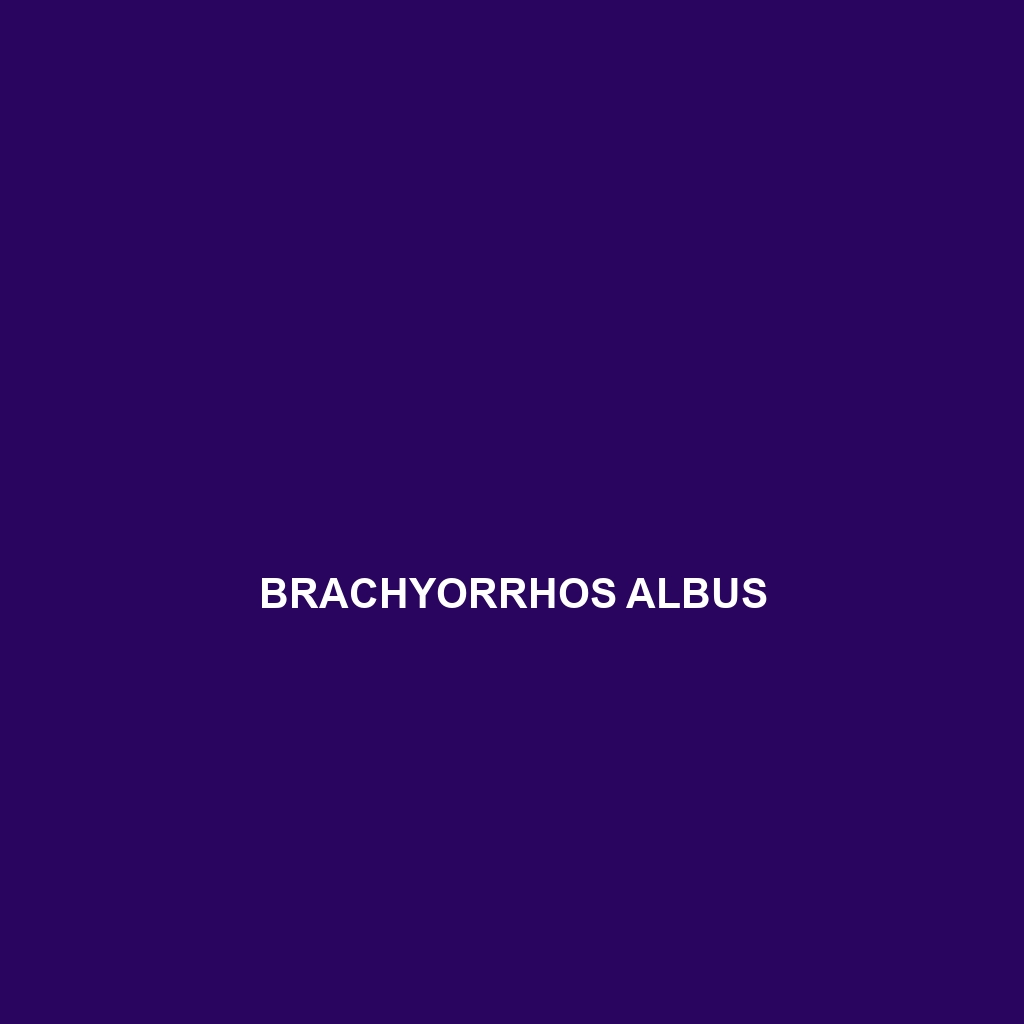 Brachyorrhos albus