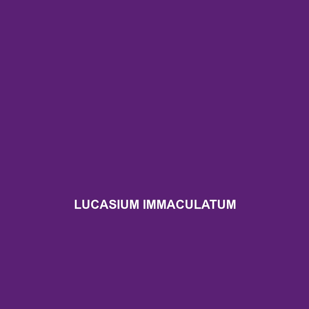 Lucasium immaculatum