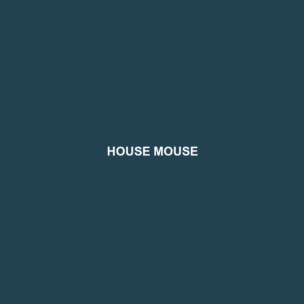 House Mouse