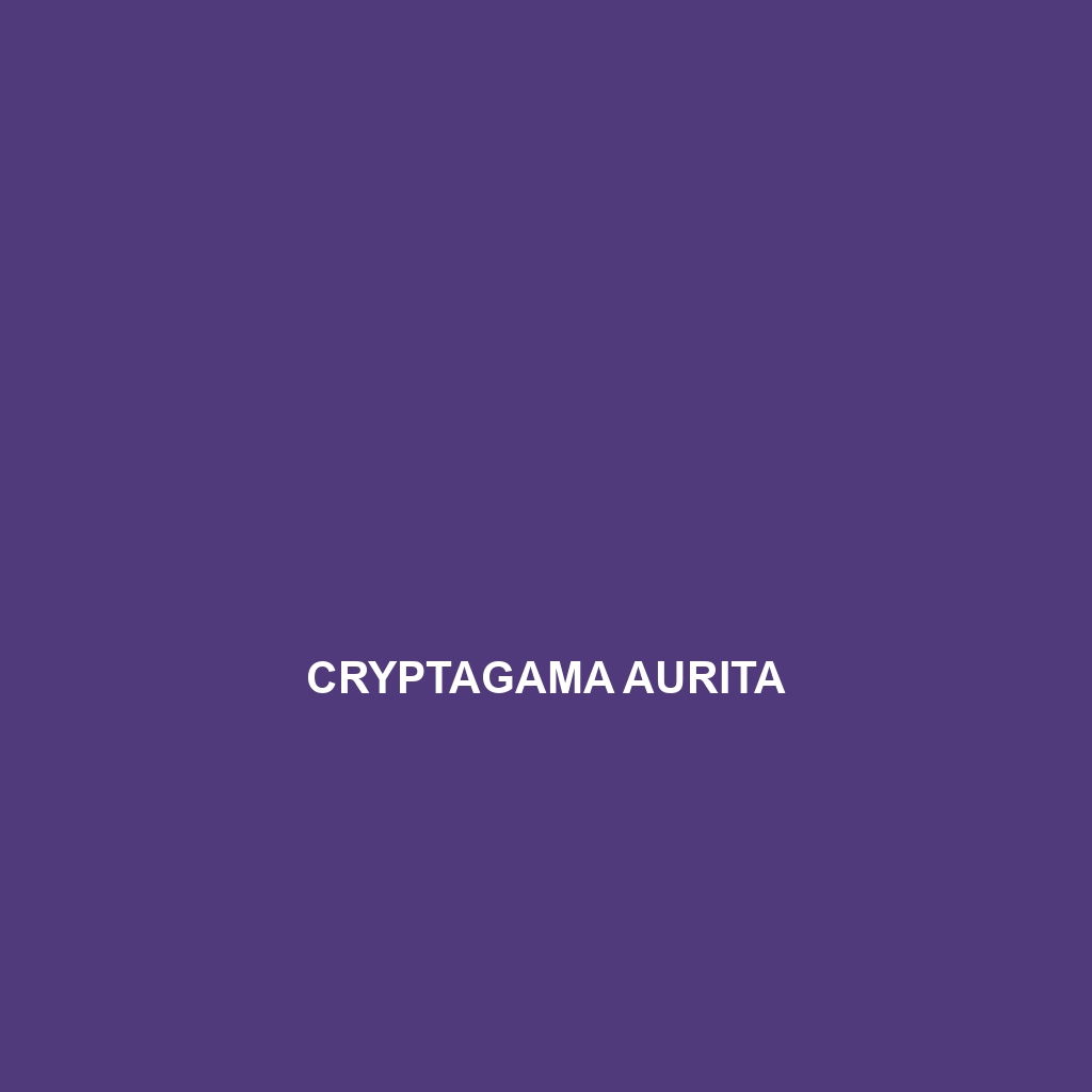 Cryptagama aurita