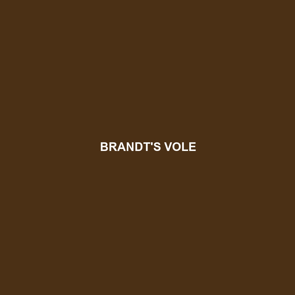 Brandt's Vole