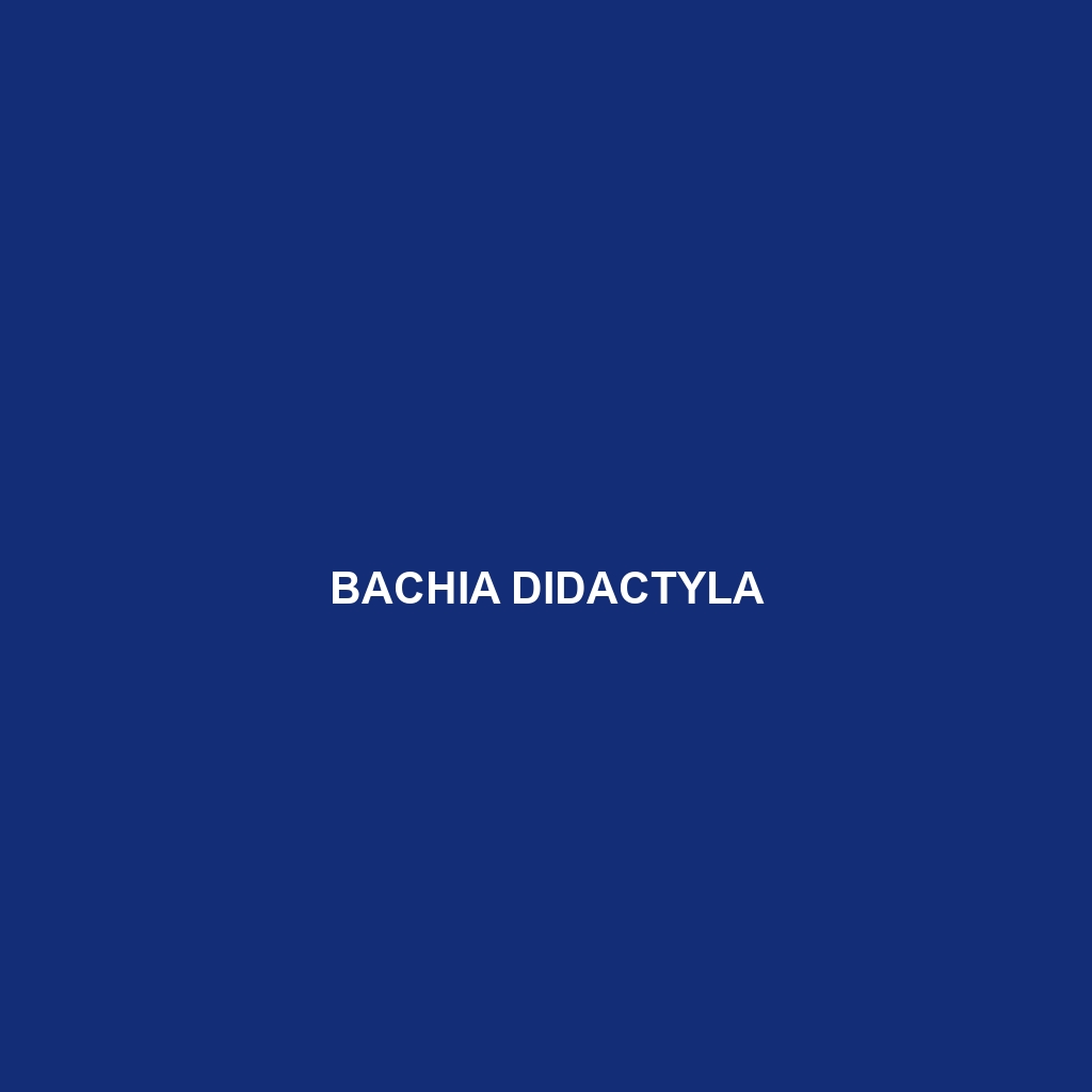 Bachia blairi