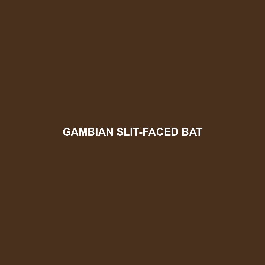 Gambian Slit-faced Bat