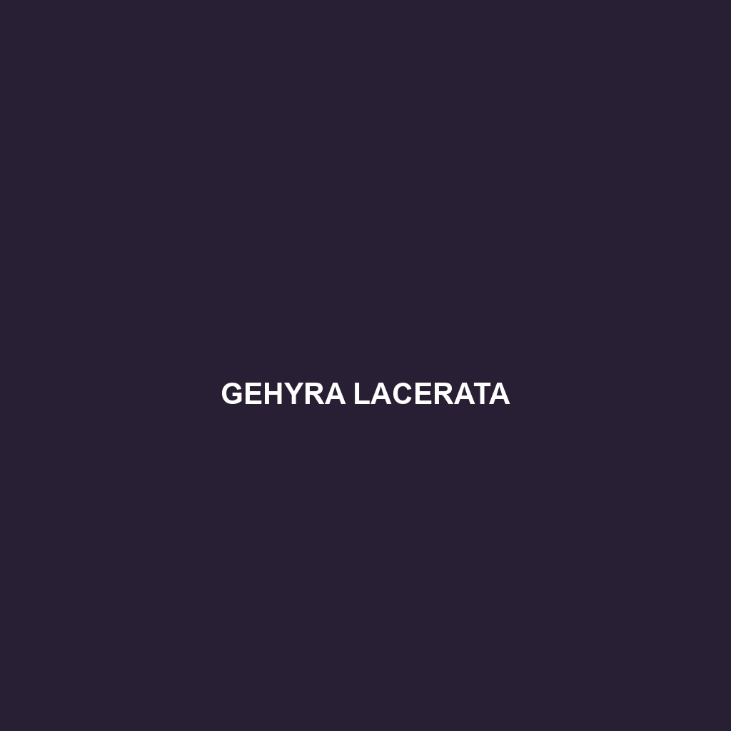 Gehyra lacerata