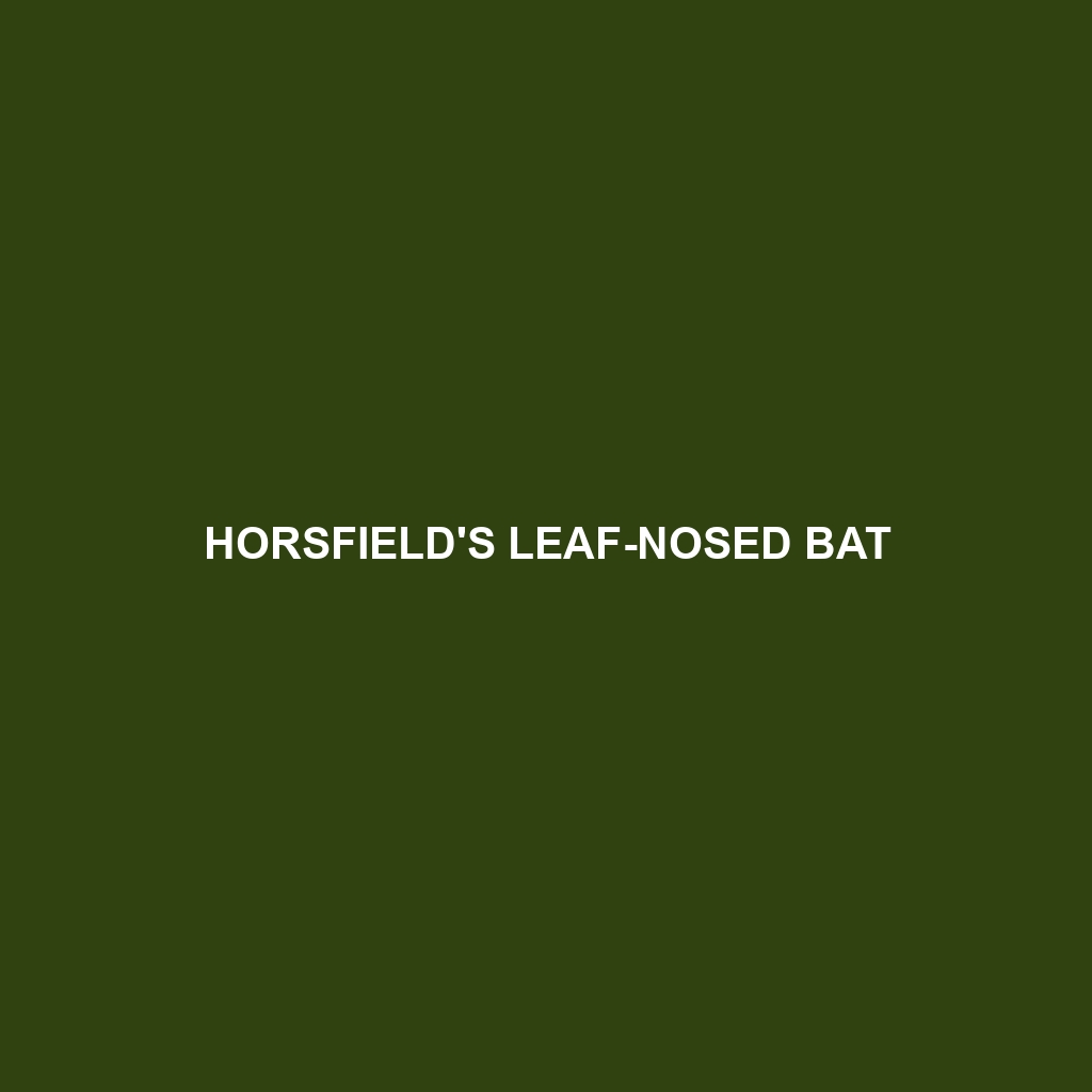 Horsfield's Leaf-nosed Bat