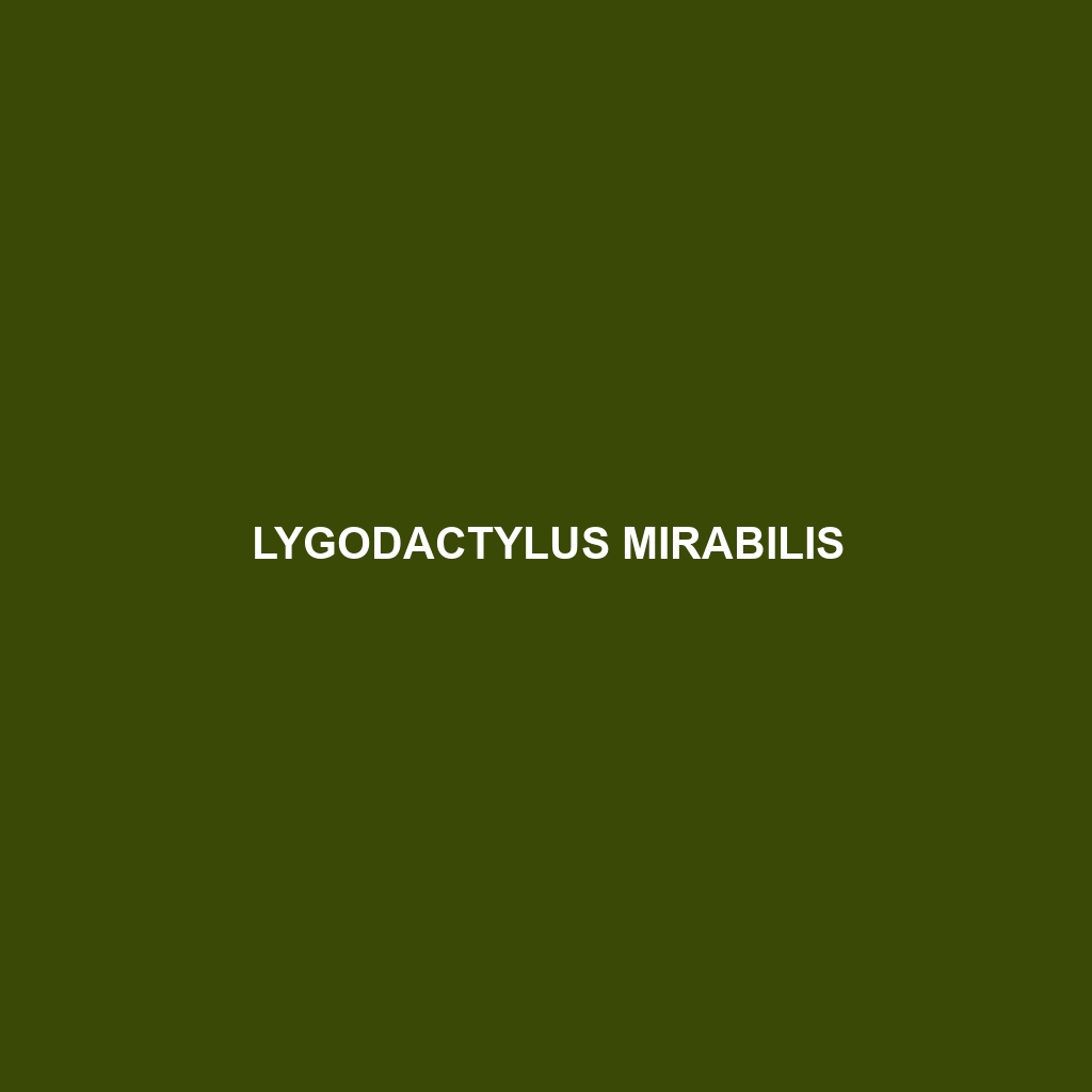 Lygodactylus mirabilis