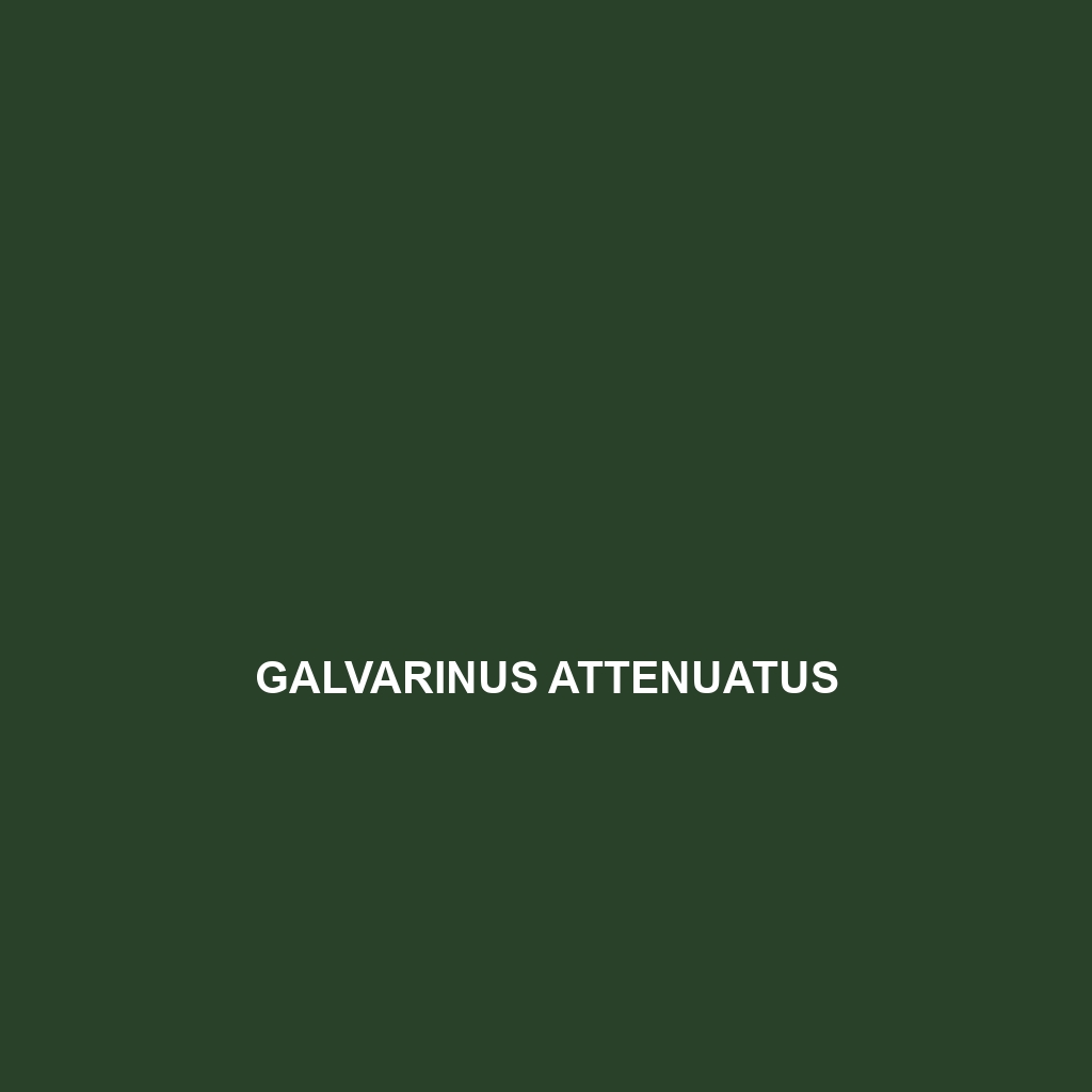 Galvarinus attenuatus