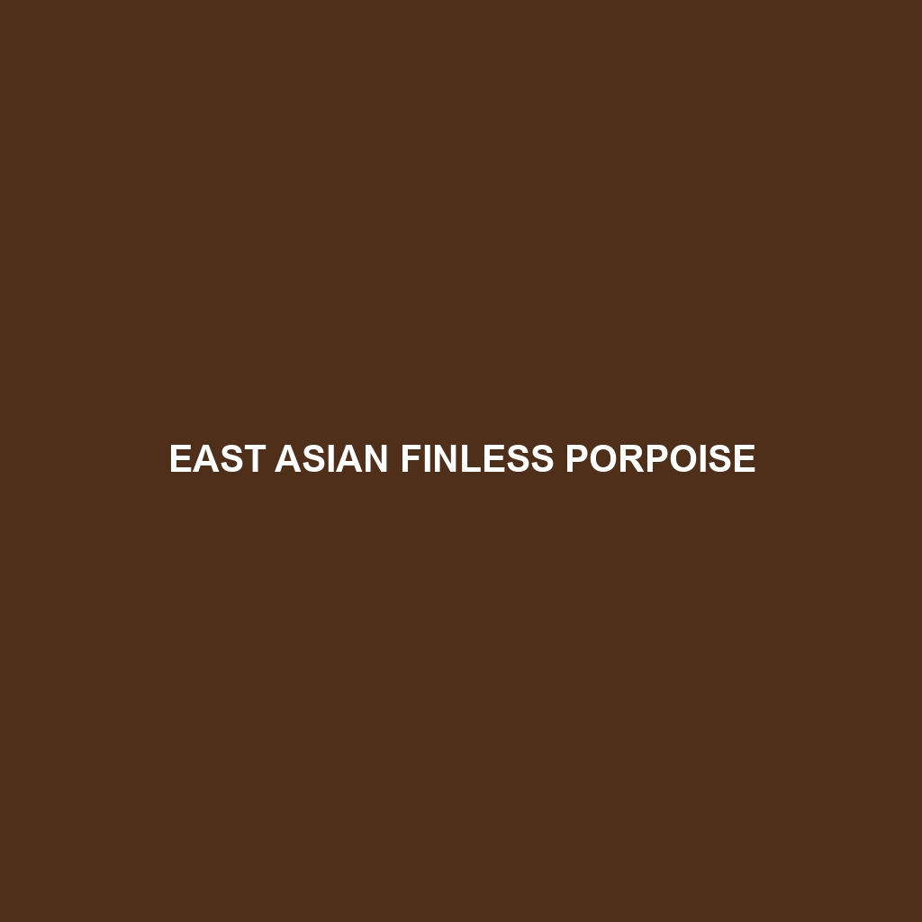 East Asian Finless Porpoise