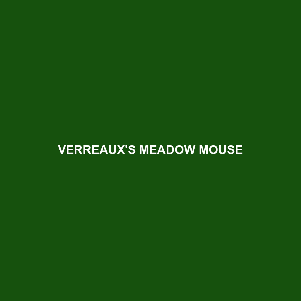 Verreaux's Meadow Mouse