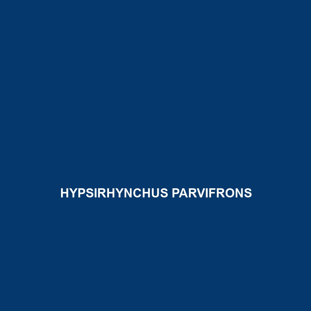 Hypsirhynchus parvifrons