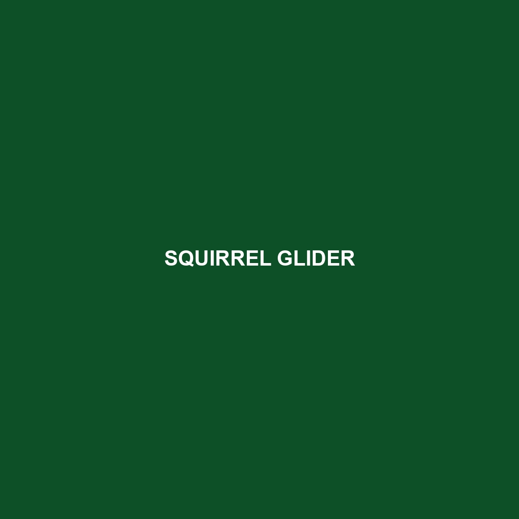 Squirrel Glider