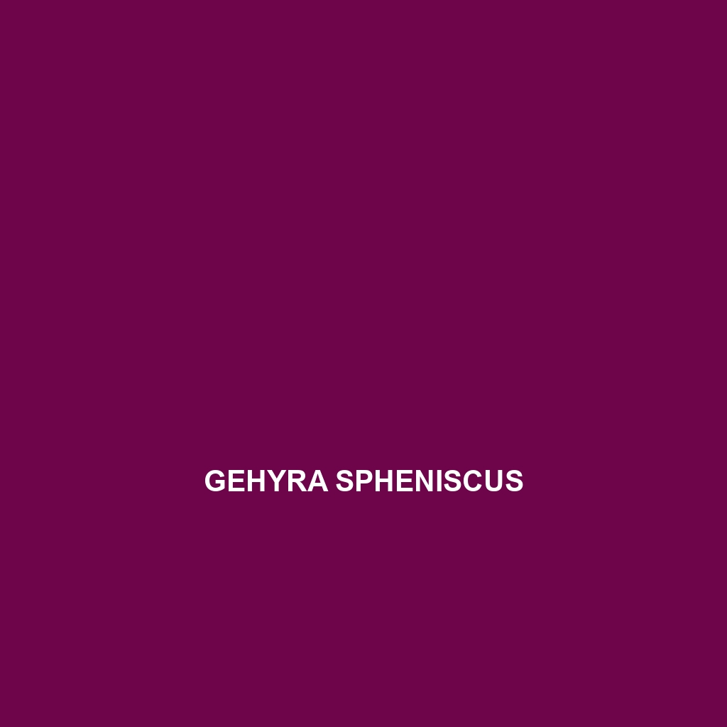 Gehyra spheniscus