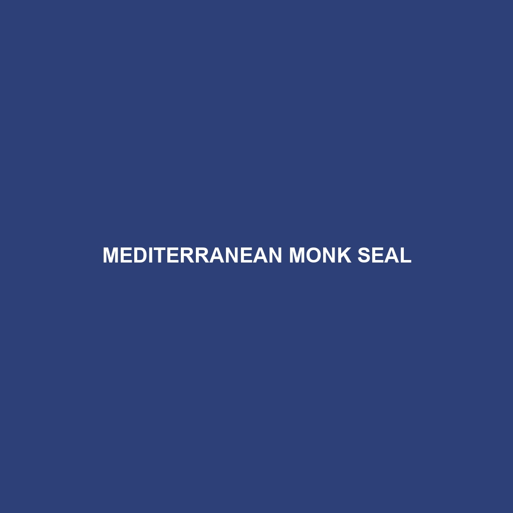 Mediterranean Monk Seal