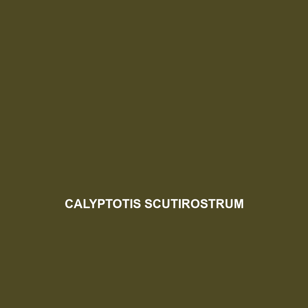 Calyptotis scutirostrum