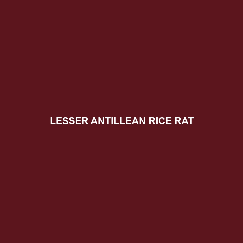 Lesser Antillean Rice Rat