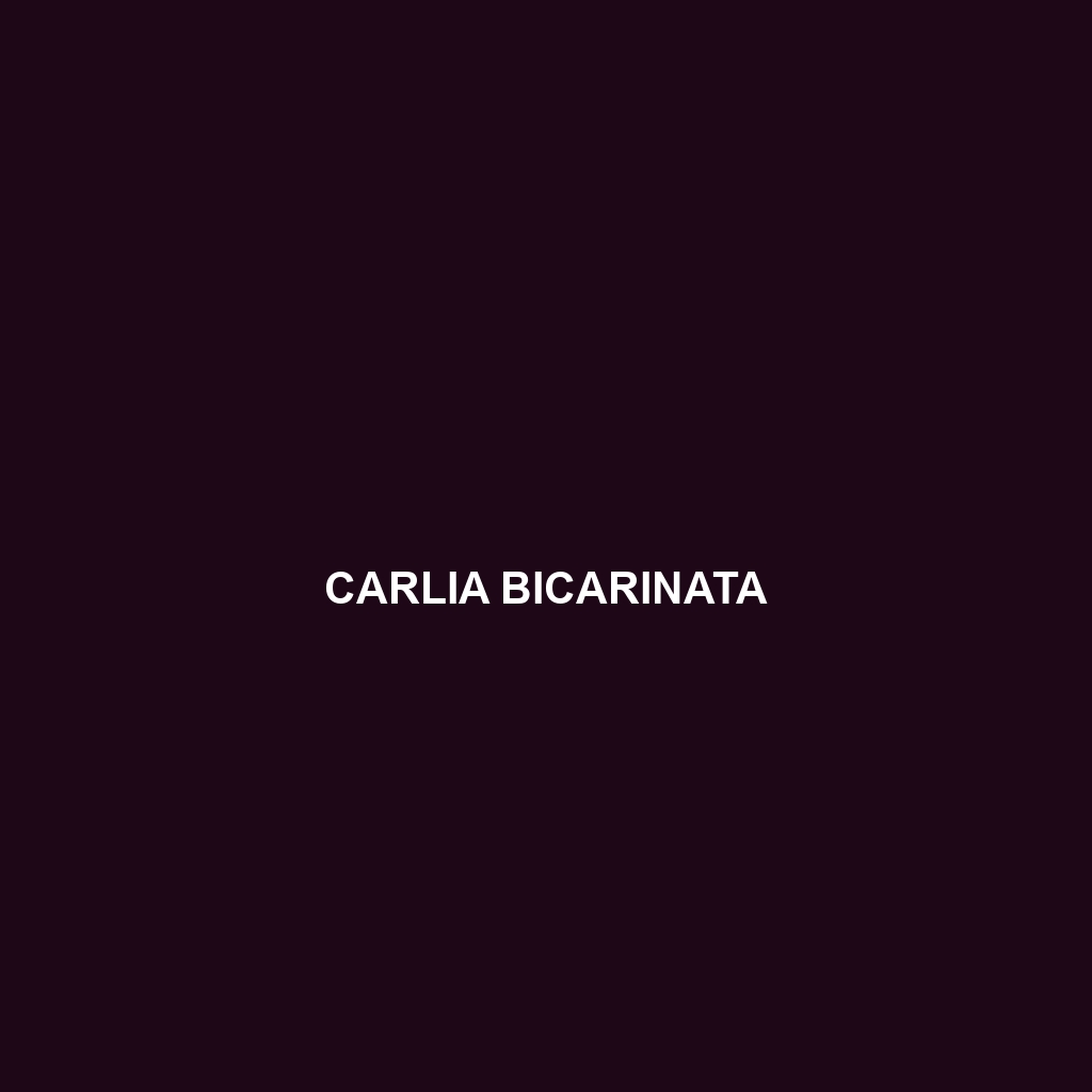 Carlia bicarinata