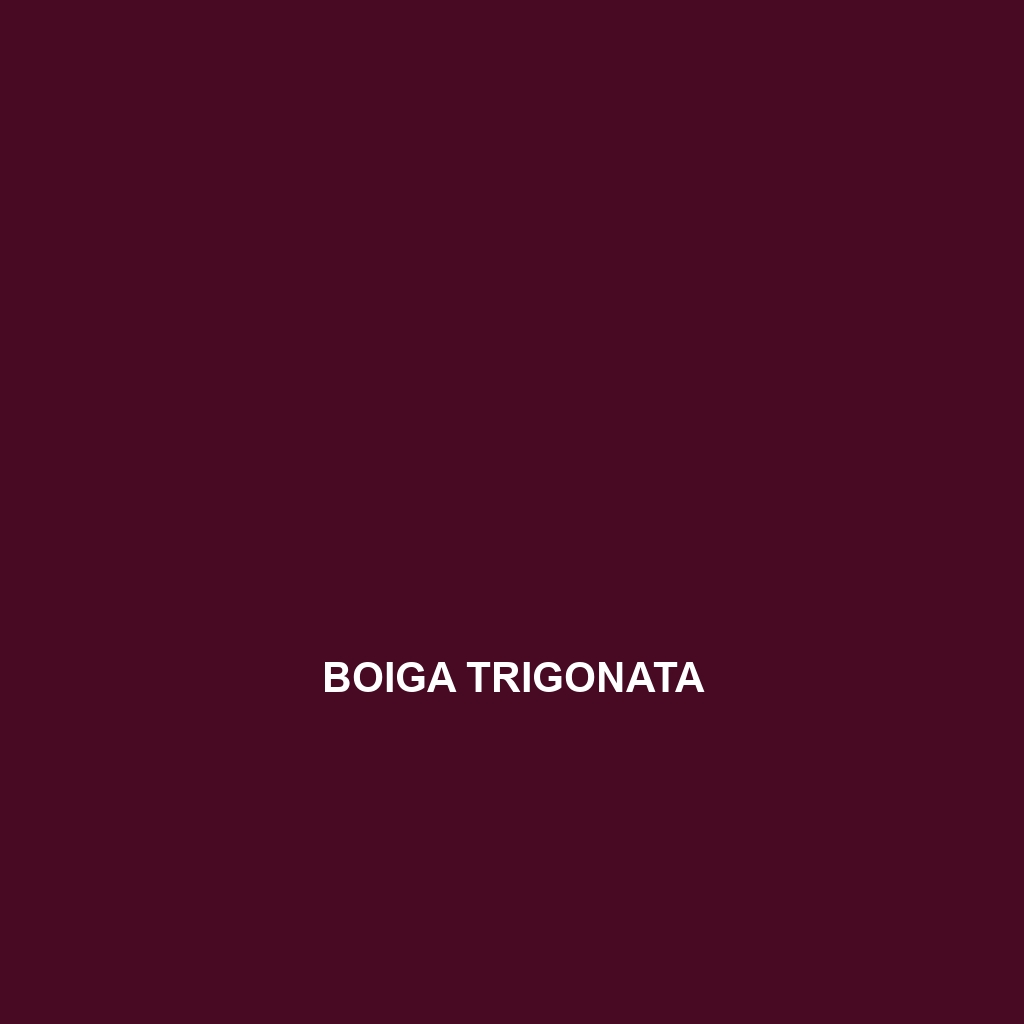 Boiga trigonata