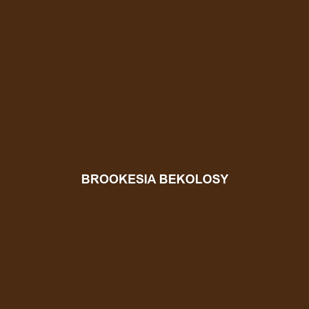 Brookesia bekolosy