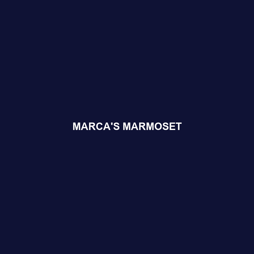 Marca's Marmoset