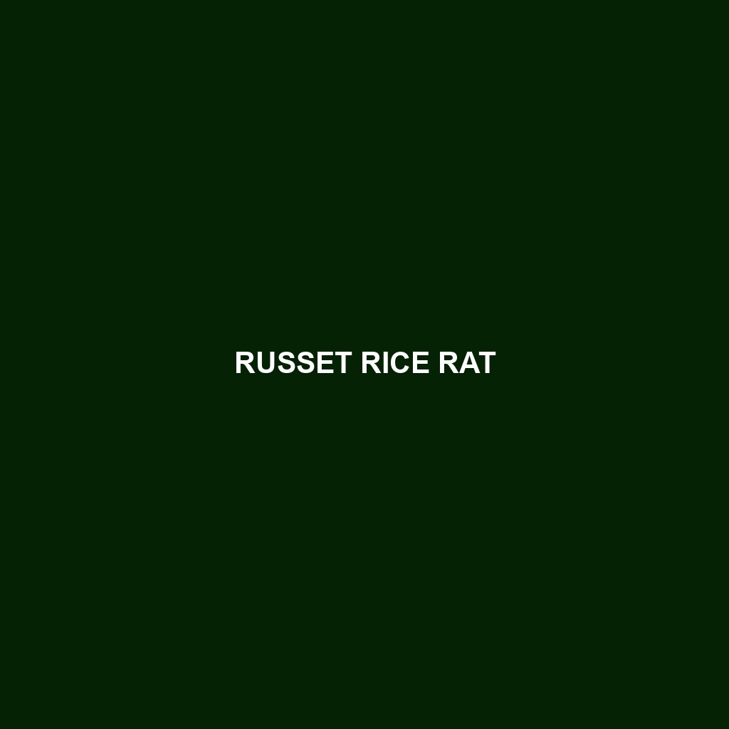 Russet Rice Rat