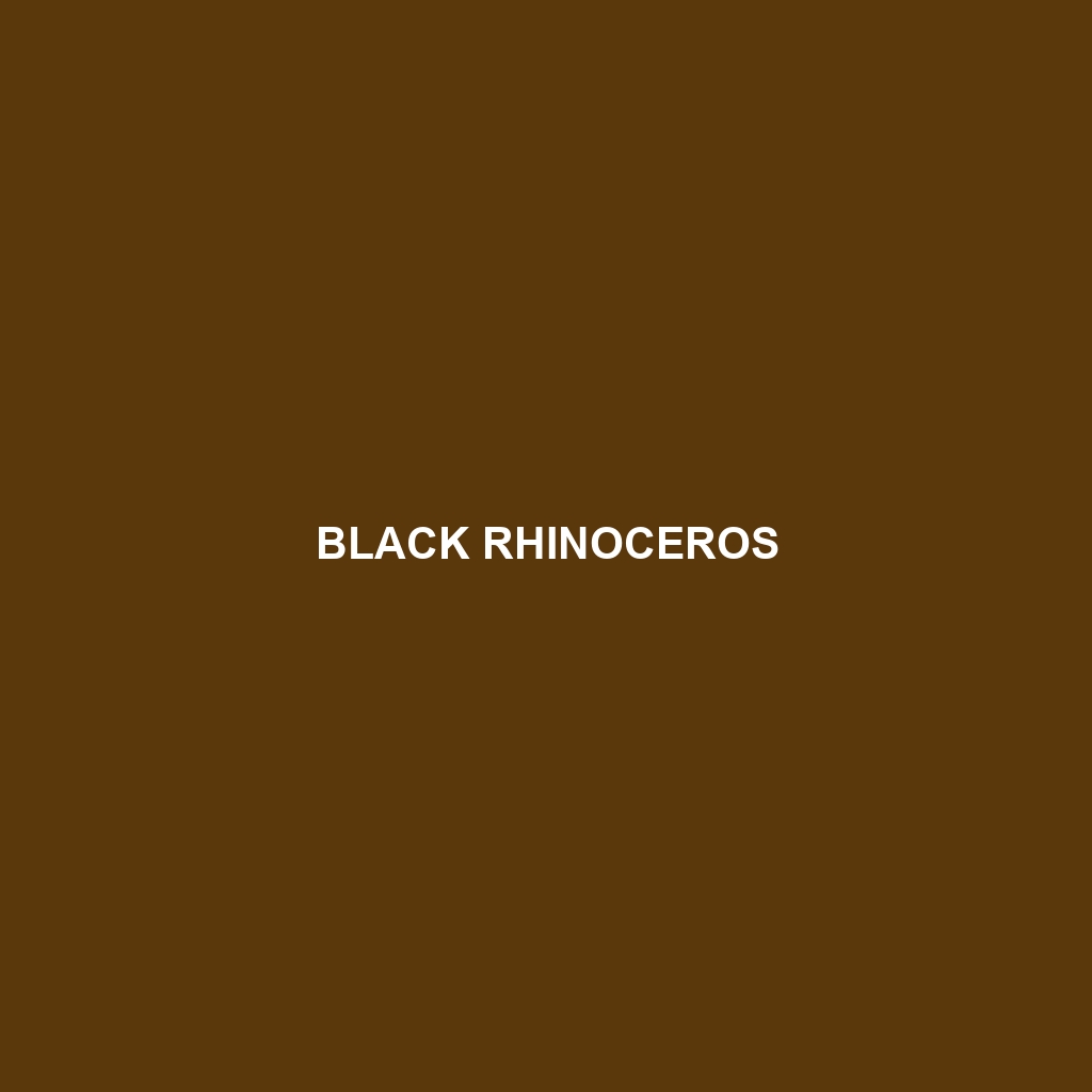 Black Rhinoceros