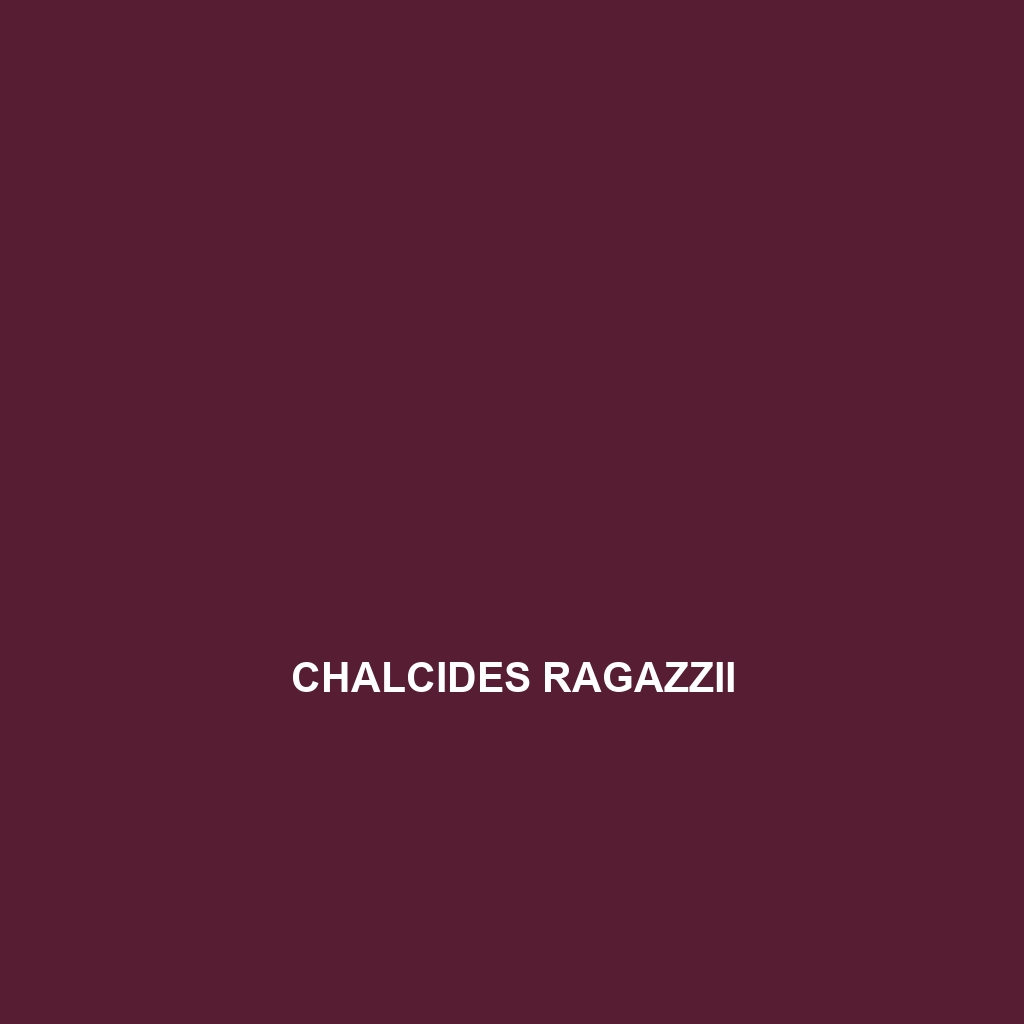 Chalcides ragazzii