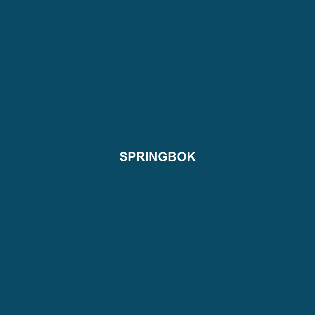 Springbok