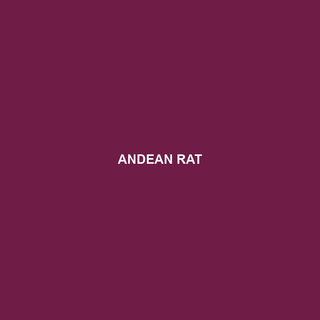 Andean Rat