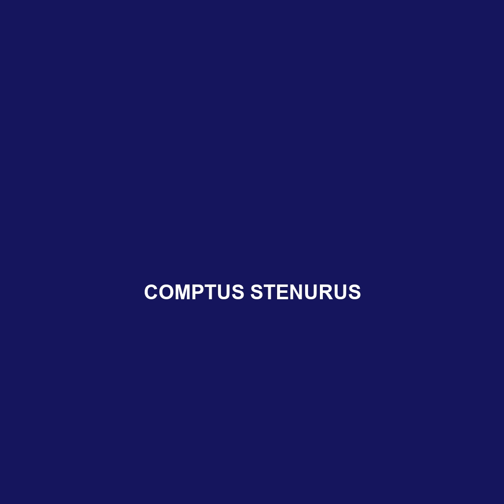 Comptus stenurus