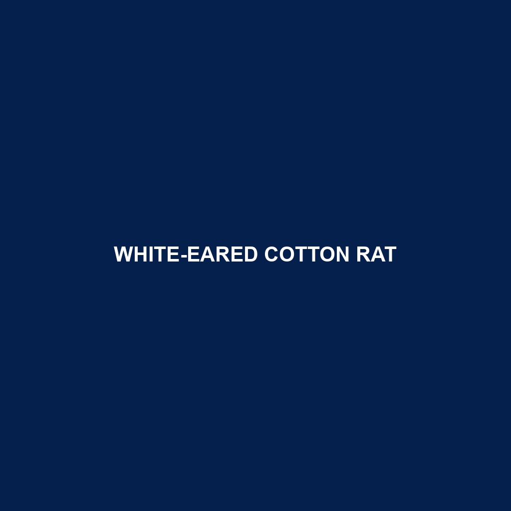 White-eared Cotton Rat