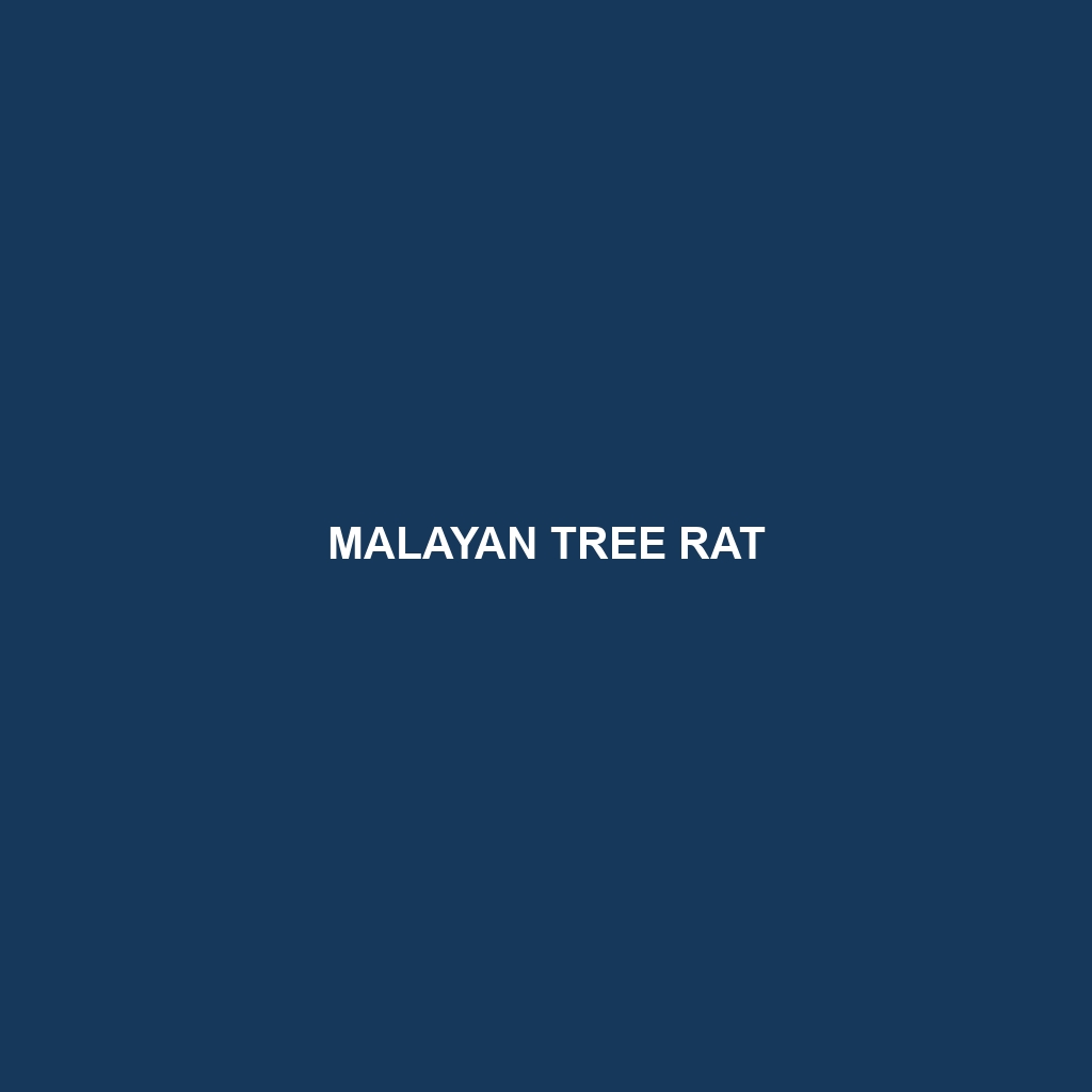 Malayan Tree Rat