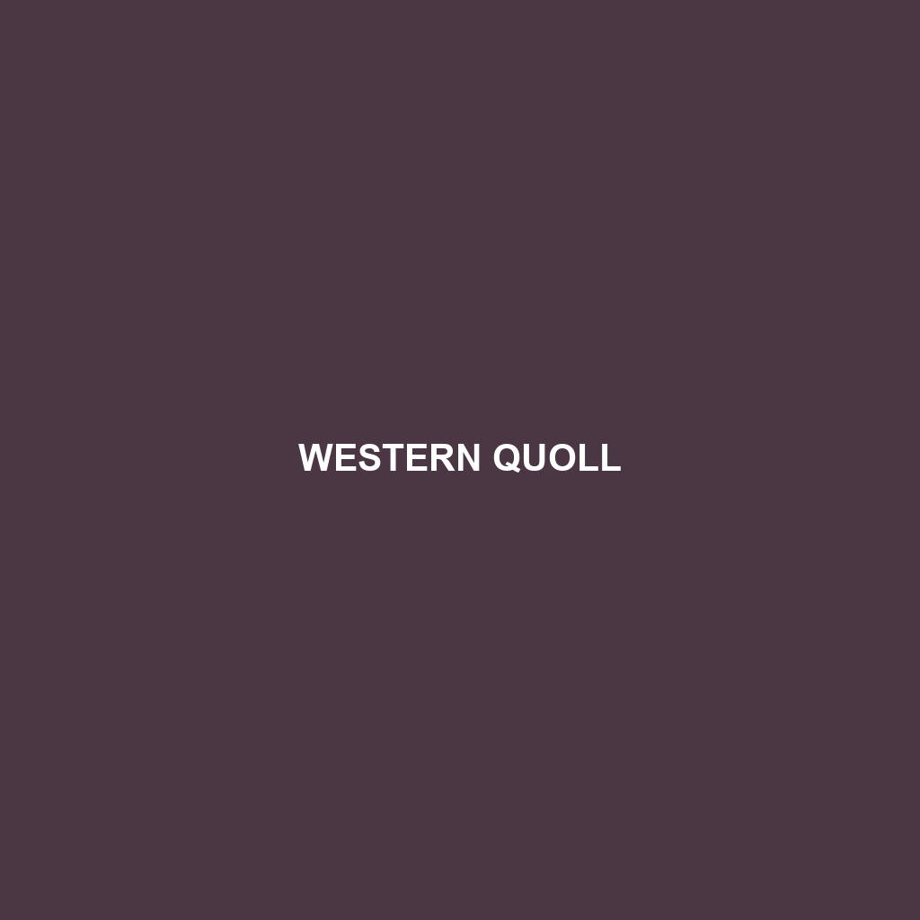 Western Quoll