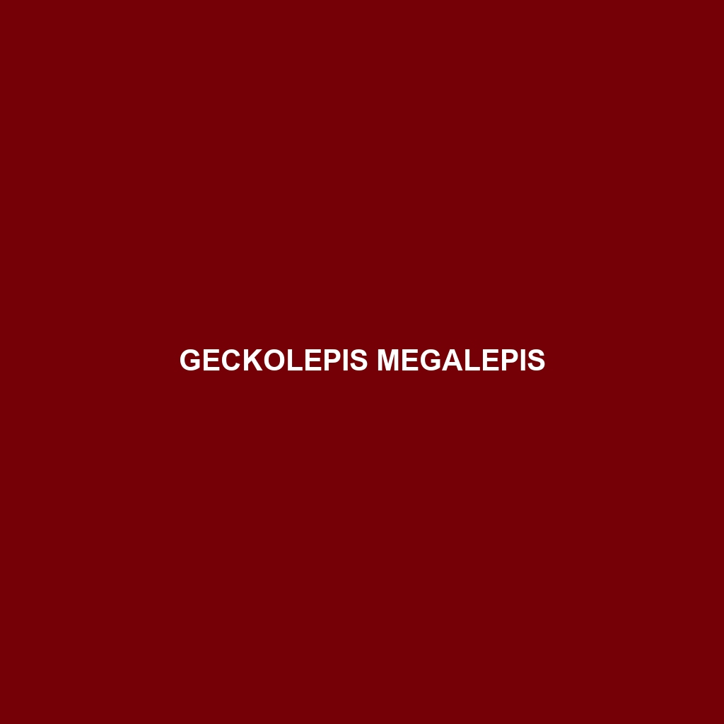 Geckolepis megalepis