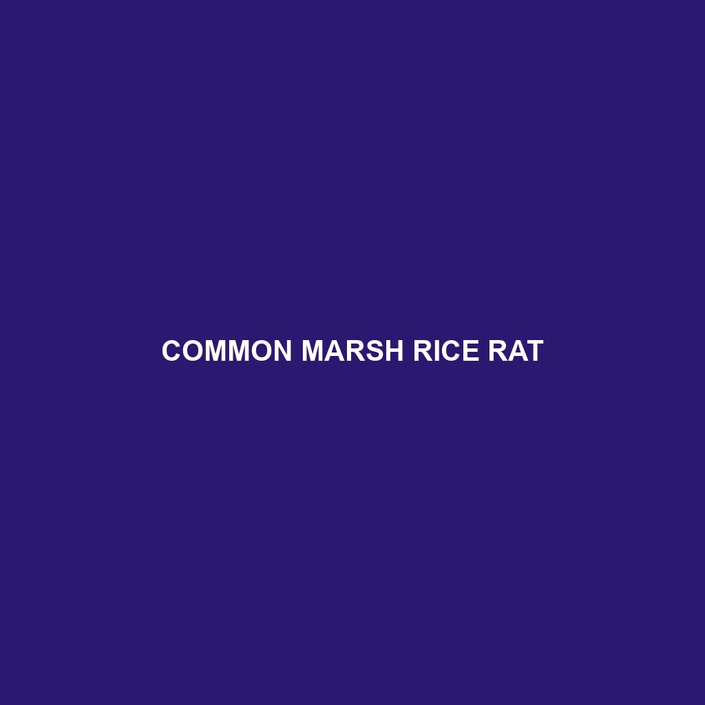 Common Marsh Rice Rat